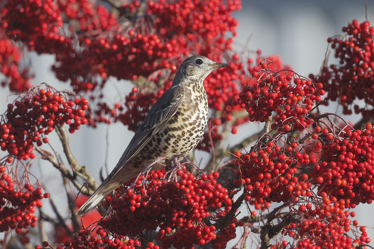 MISTLE THRUSH (Turdus viscivorus) - songbird factfile